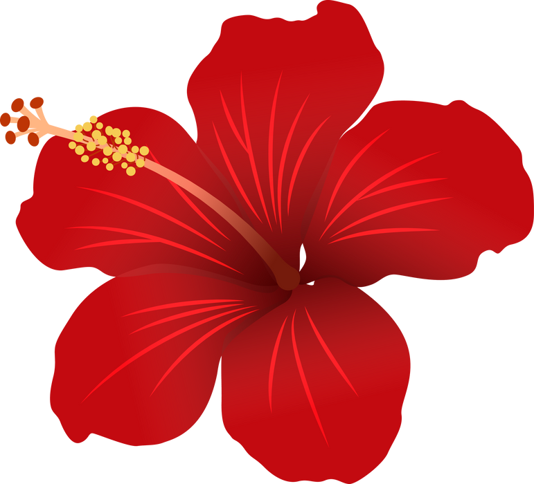 Hibiscus flower illustration
